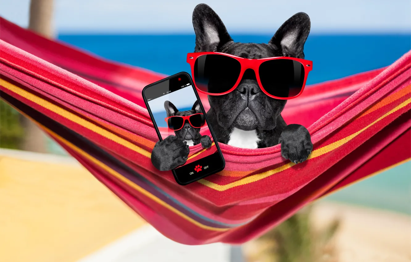 Photo wallpaper dog, glasses, hammock, phone