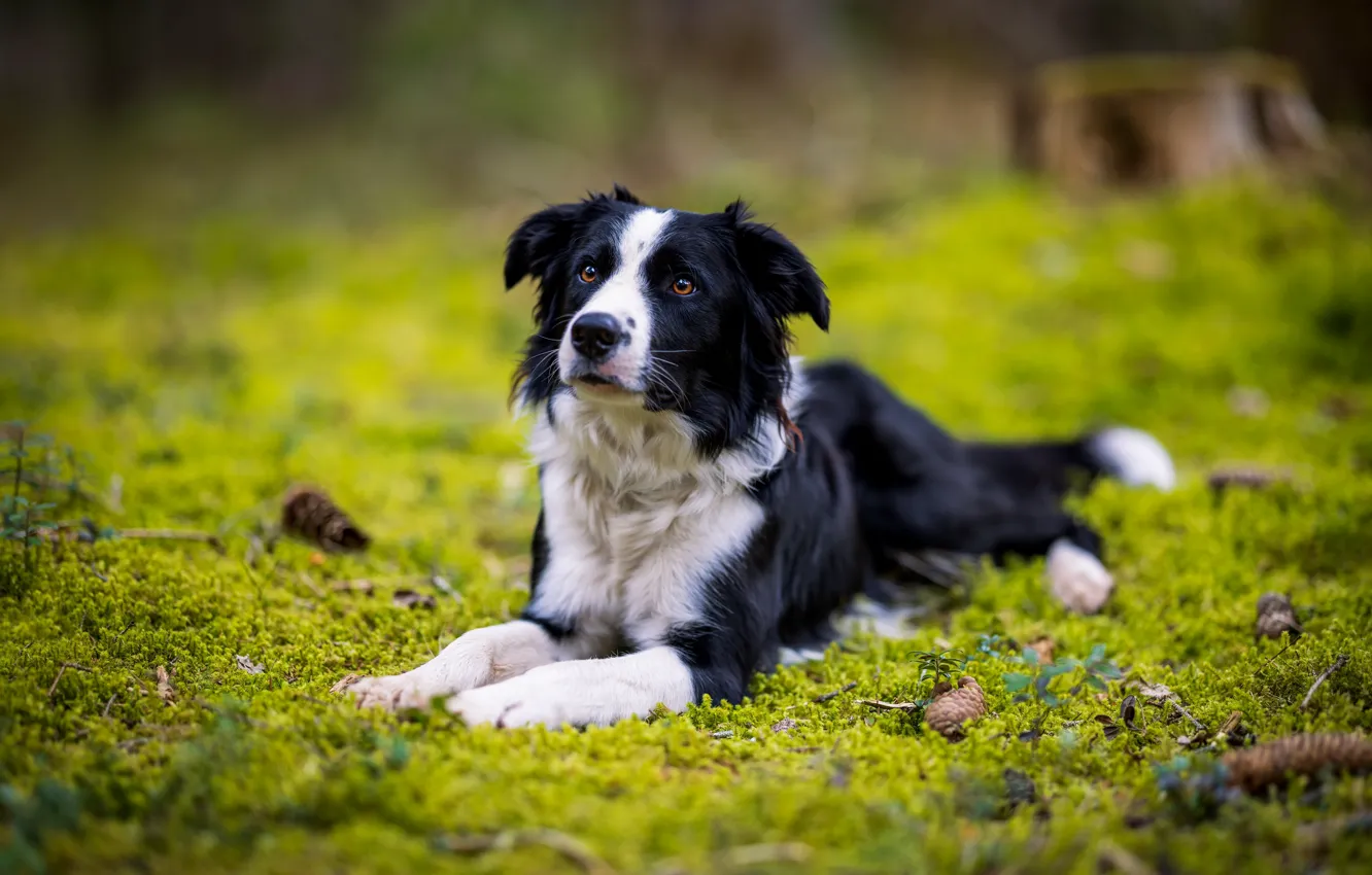 Photo wallpaper forest, look, face, glade, moss, dog, lies, black and white