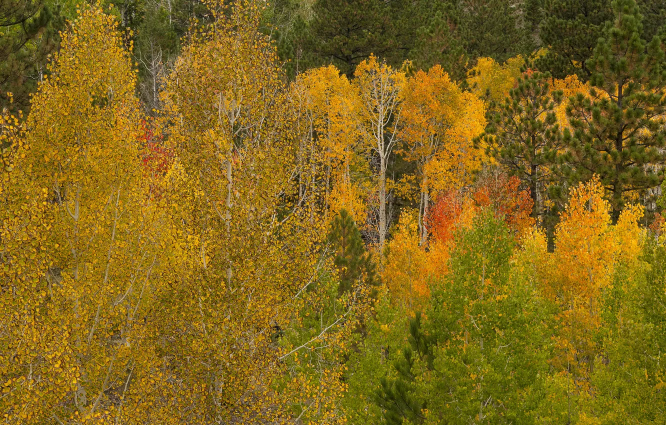 Photo wallpaper autumn, forest, leaves, trees, Utah, USA