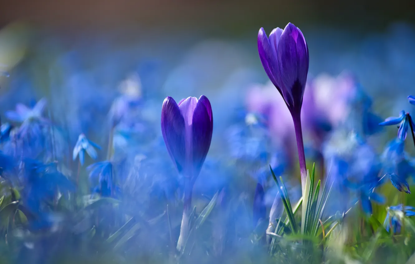 Photo wallpaper purple, flowers, blue, spring, crocuses, a lot, bokeh, Scilla