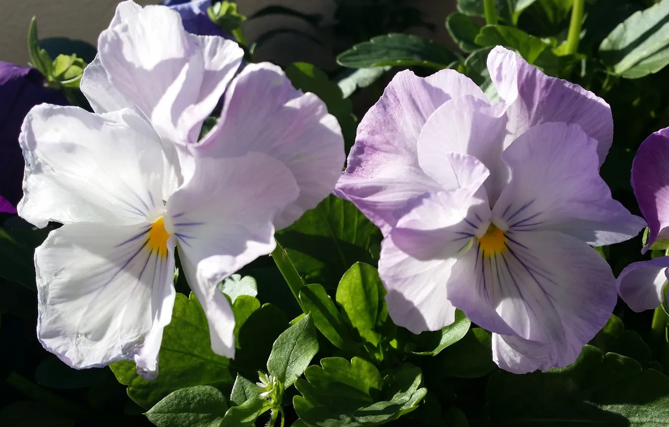 Photo wallpaper leaves, macro, light, flowers, spring, petals, pink, white
