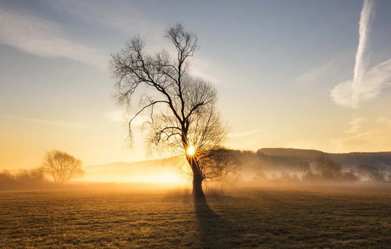 Photo wallpaper field, light, trees, fog, morning