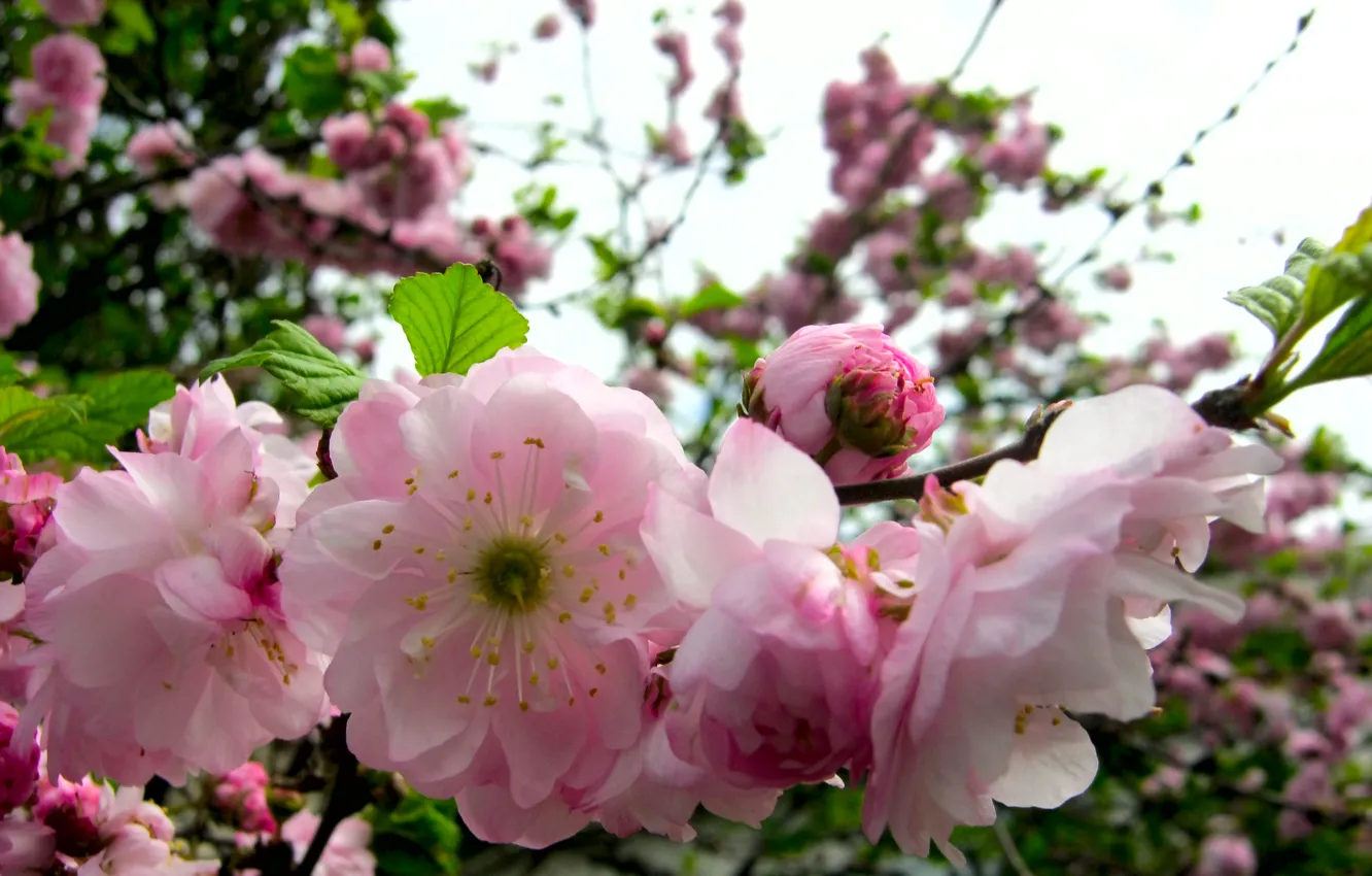 Photo wallpaper pink, spring, Branch, blooms