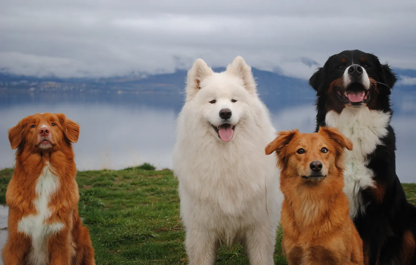 Photo wallpaper dog, look, pose, face, Samoyed