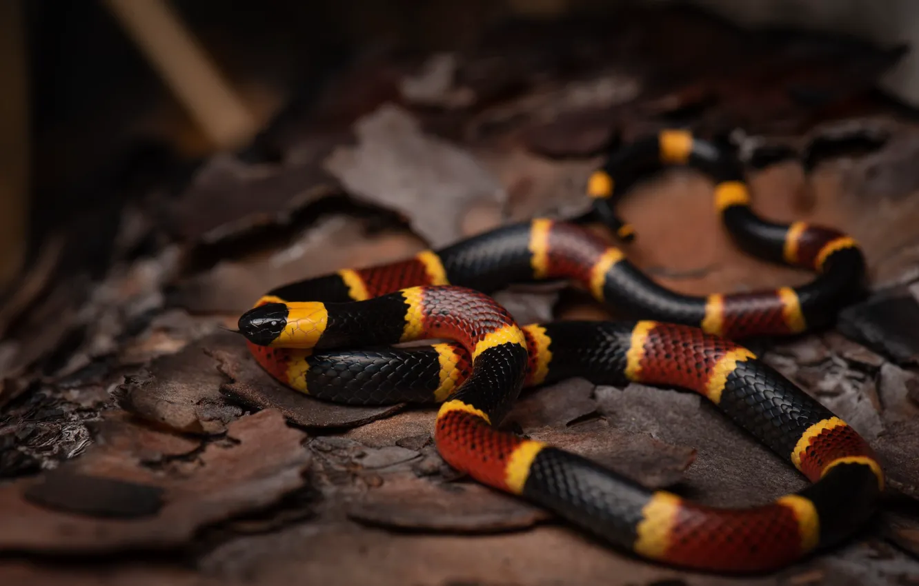 Photo wallpaper language, bright, snake, bark, striped, bokeh, red with yellow
