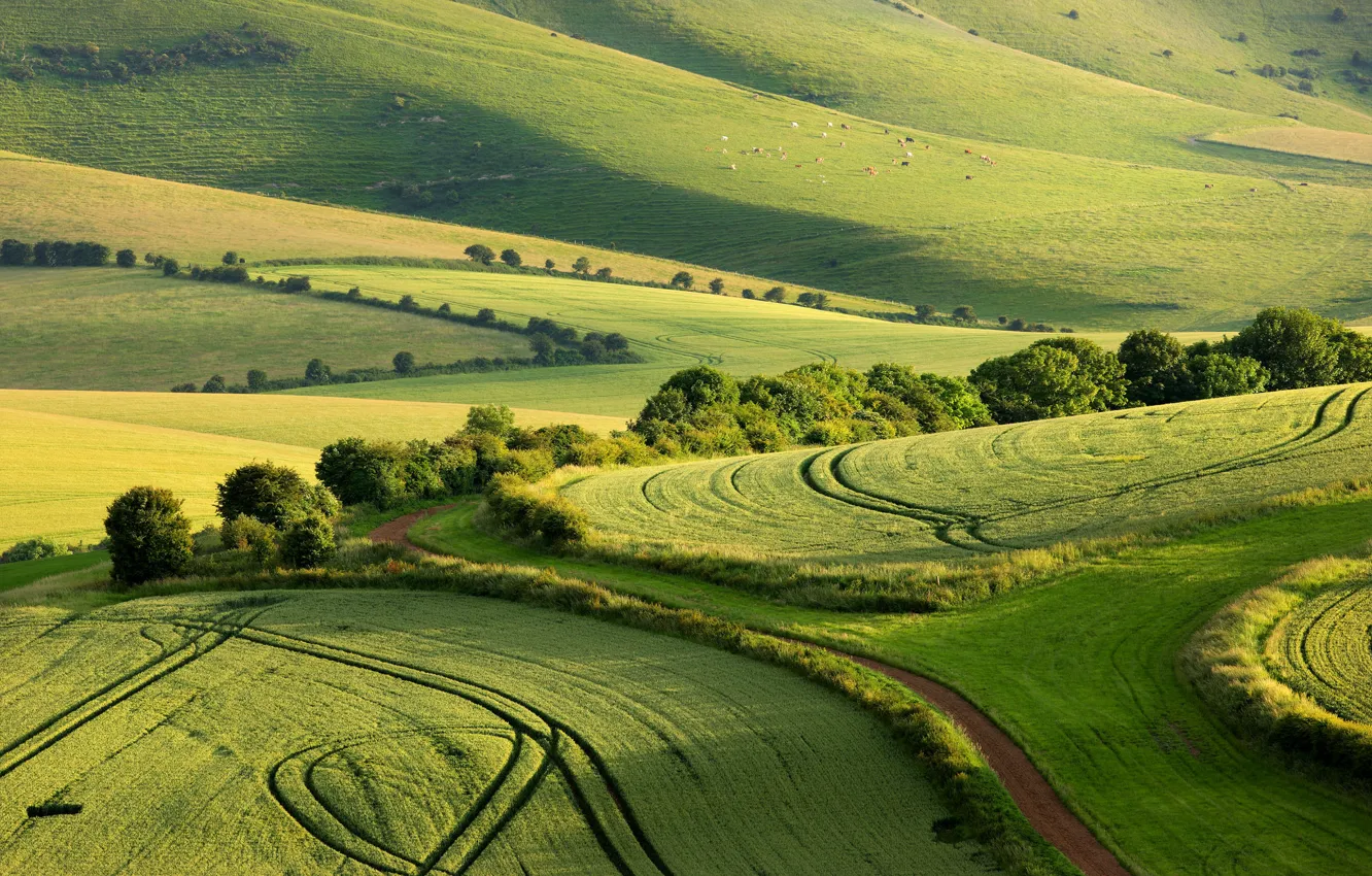 Photo wallpaper field, summer, England, the County of Sussex, Sussex, South Downs National Park