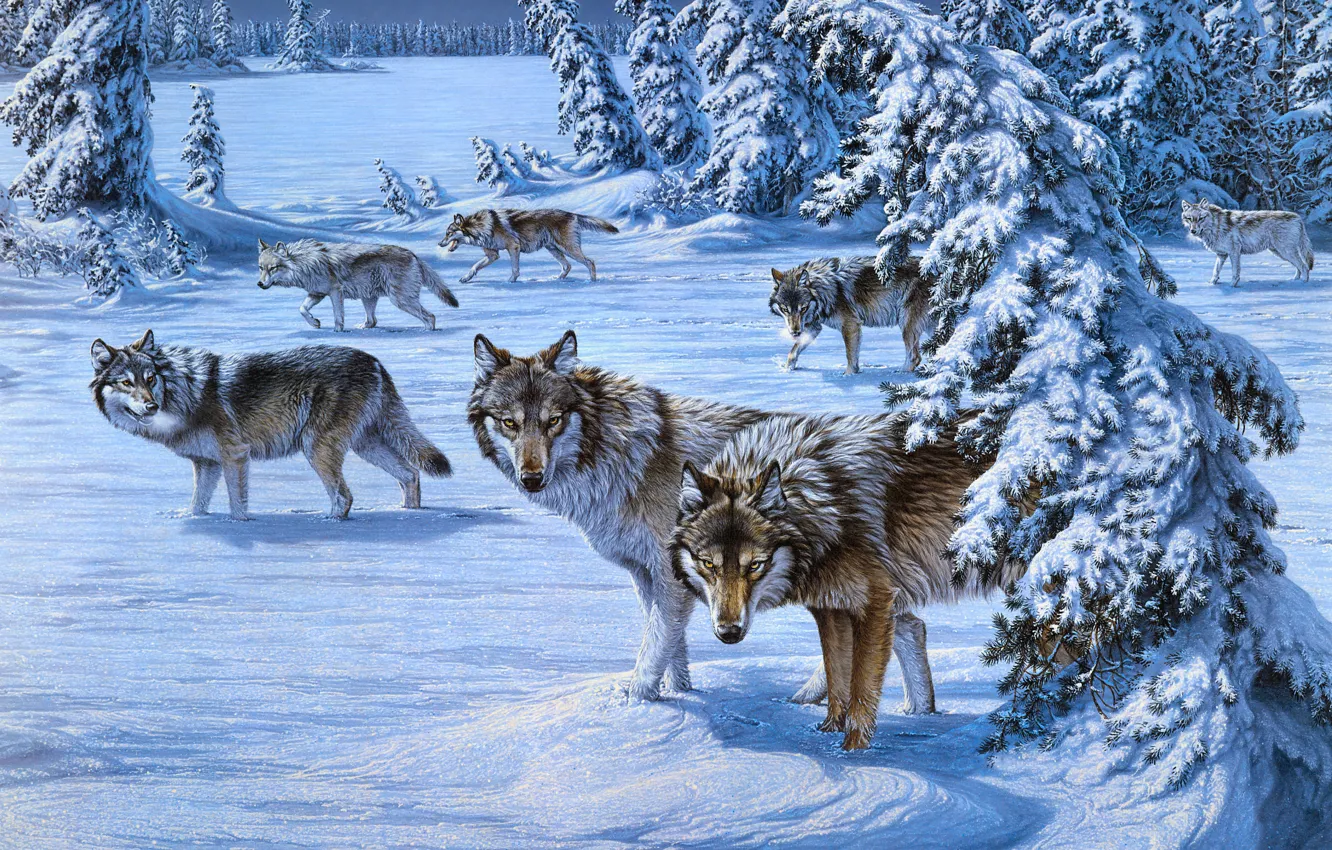 Photo wallpaper winter, frost, field, forest, look, face, snow, night