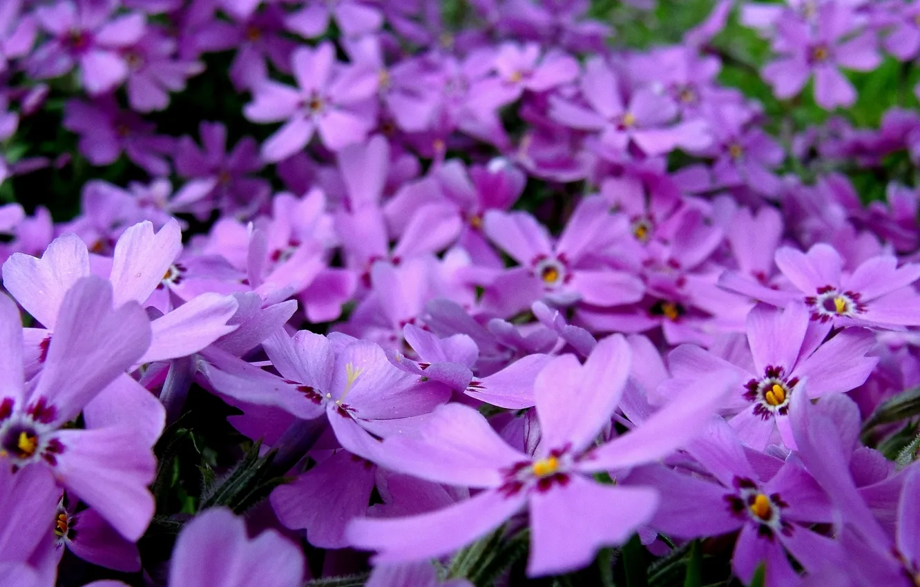 Photo wallpaper flower, pink, flowers, purple, violet