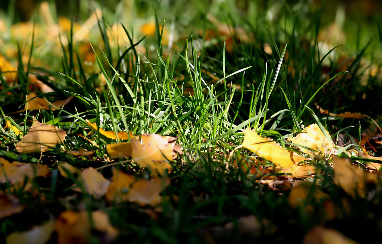 Photo wallpaper autumn, grass, leaves