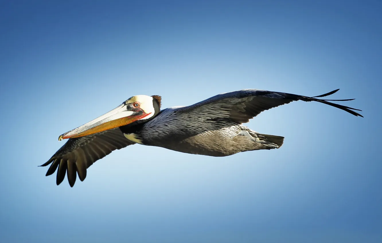Photo wallpaper the sky, flight, bird, wings, Pelican