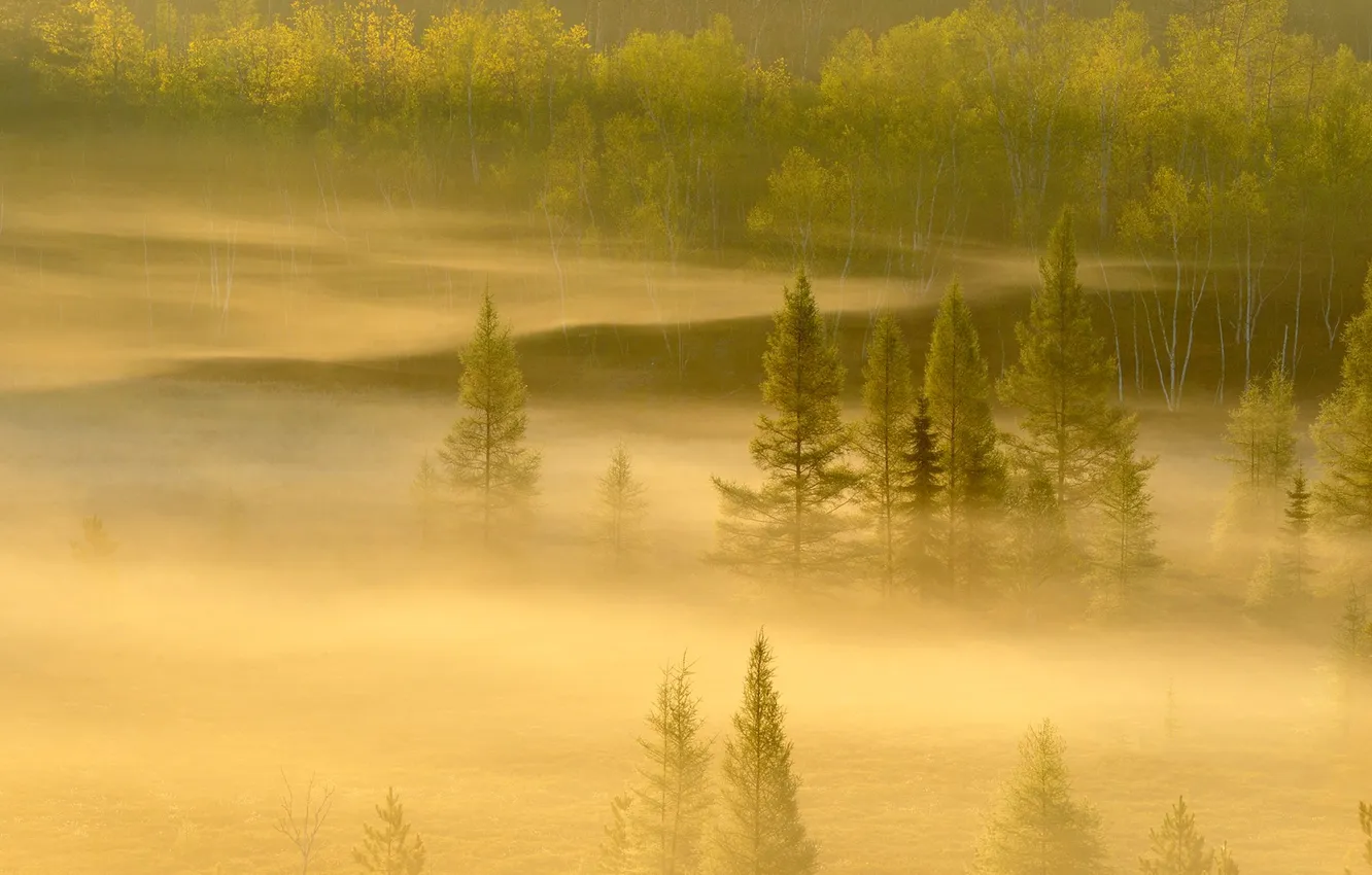 Photo wallpaper forest, trees, fog, Canada, Ontario, Sudbury