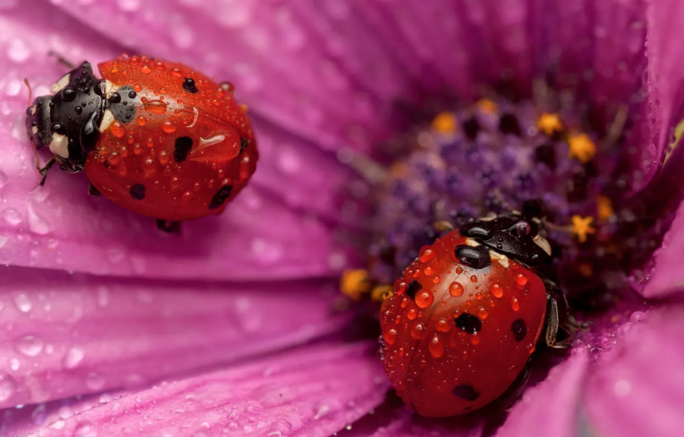Photo wallpaper flower, drops, ladybug, petals