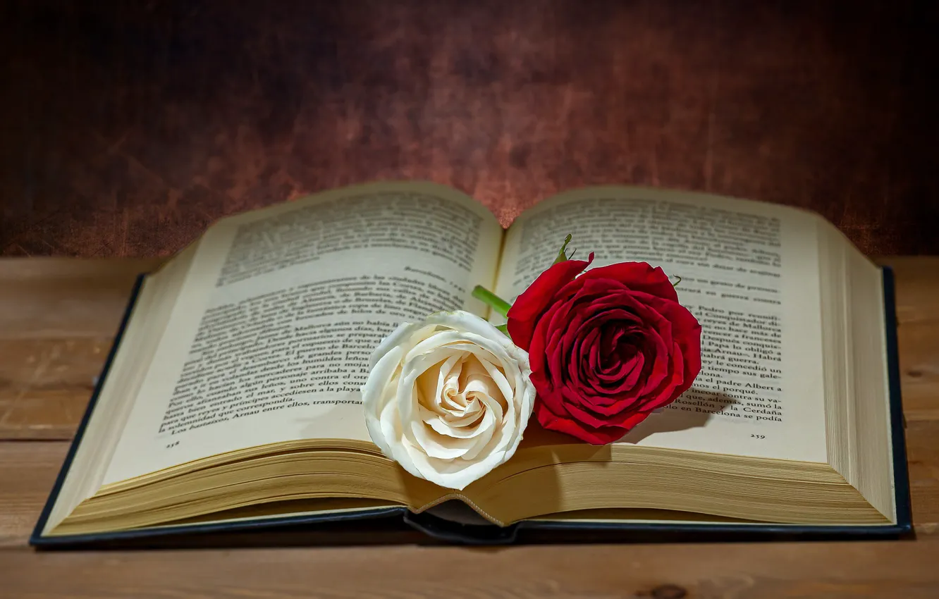Photo wallpaper TEXT, ROSES, BOOK, PAGE, photographer Manuel Torres Garcia
