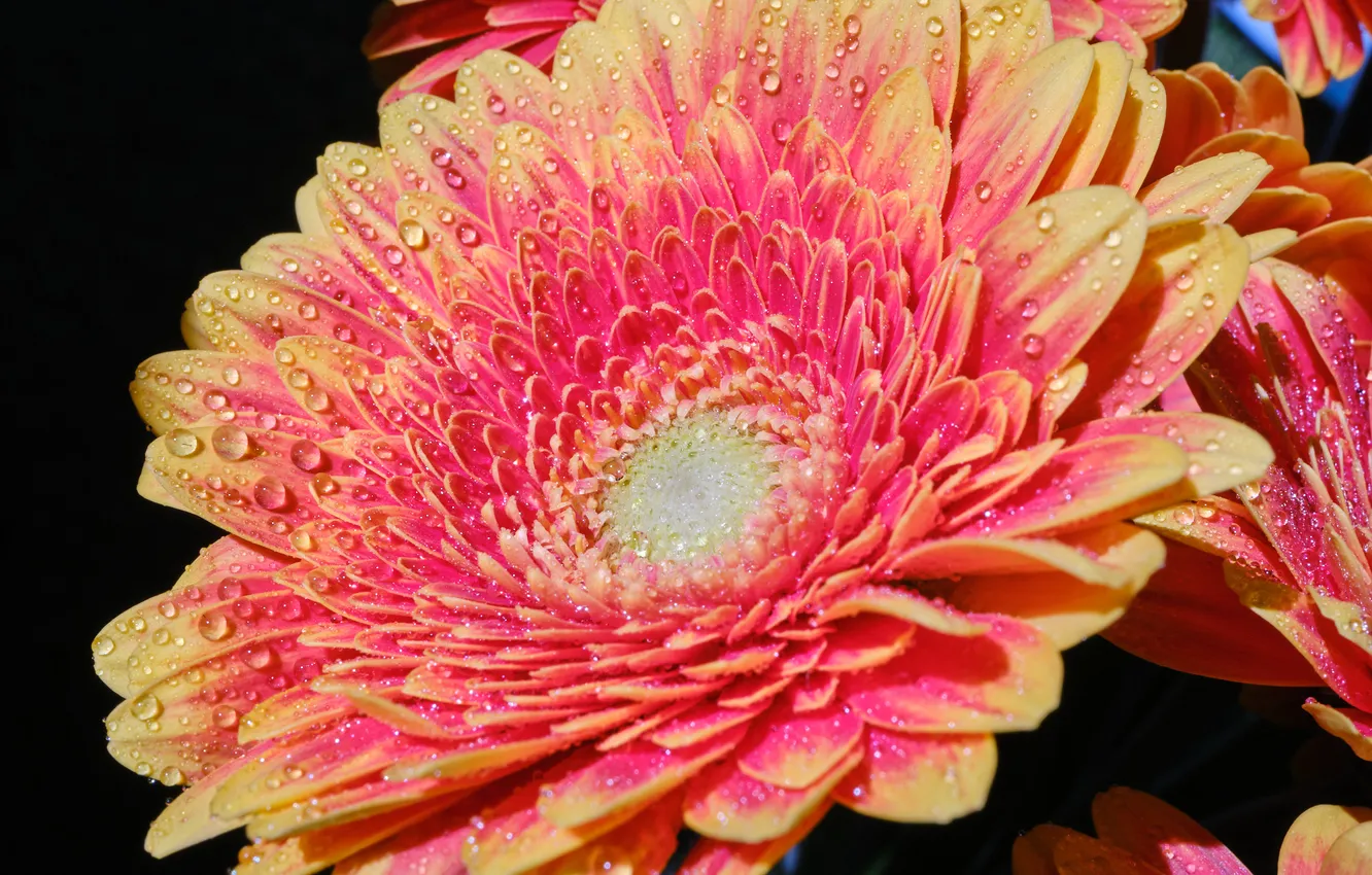 Photo wallpaper drops, flowers, gerbera