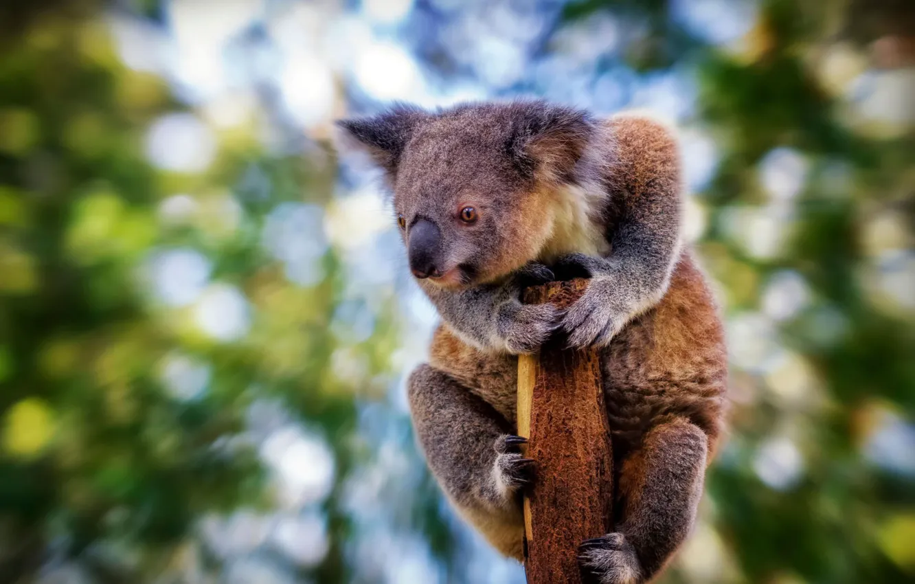 Photo wallpaper look, blur, Koala