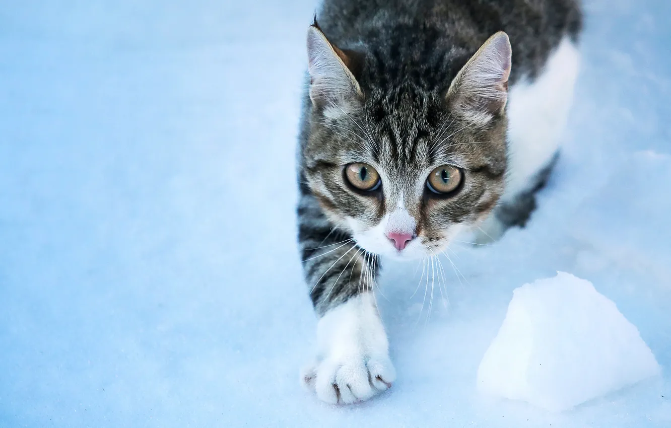 Photo wallpaper cat, cat, look, snow, muzzle, foot, cat