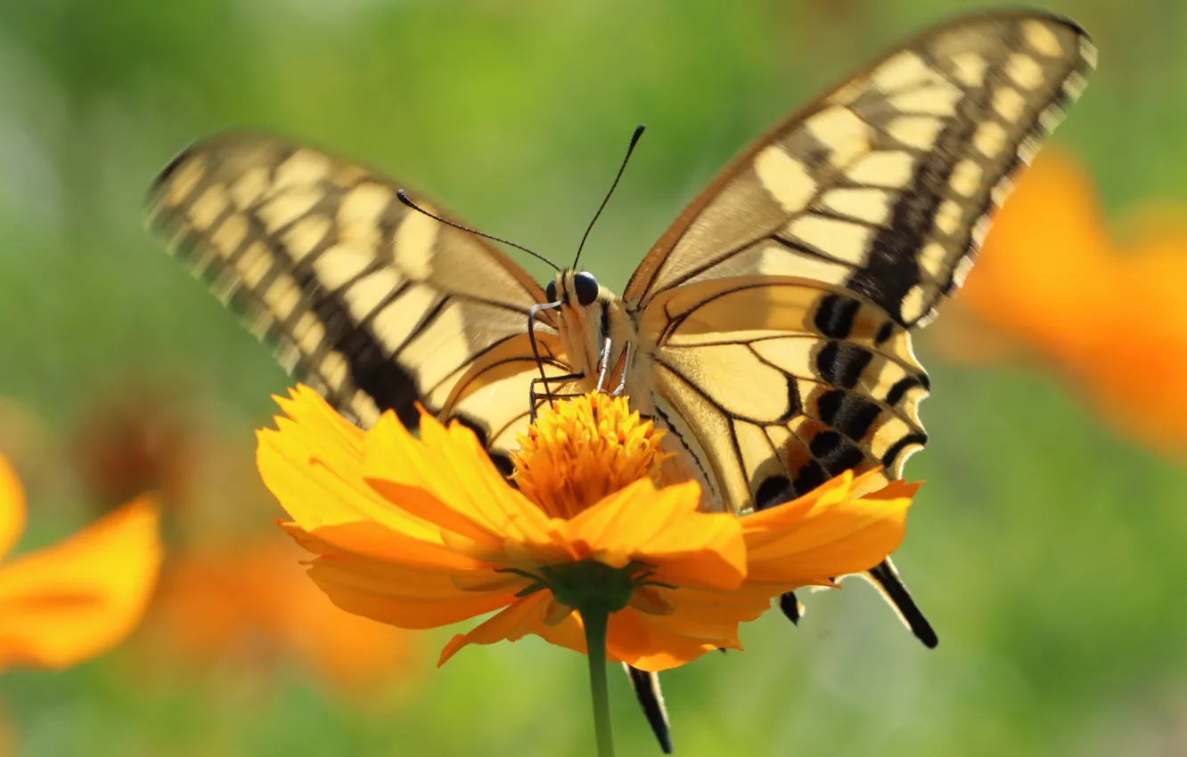 Photo wallpaper macro, flowers, butterfly, wings, insect, stroke