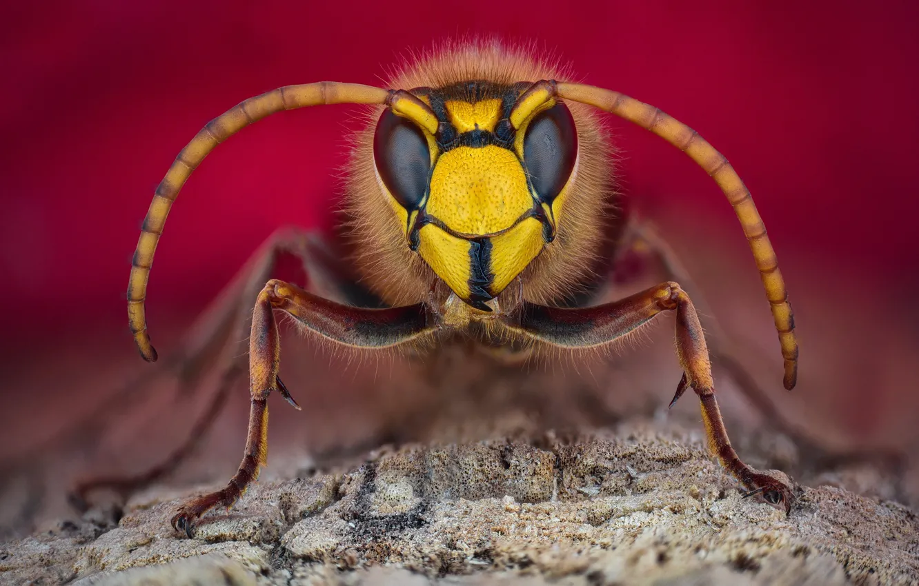 Photo wallpaper mustache, look, macro, background, insect, hornet