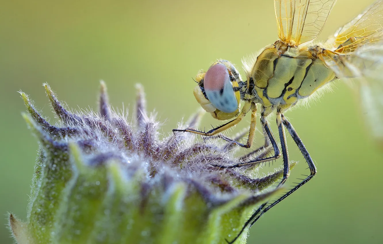 Photo wallpaper eyes, macro, plant, dragonfly, insect, buds, green background