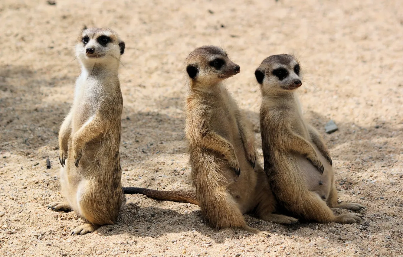 Photo wallpaper desert, animal, Africa, wildlife, meercats