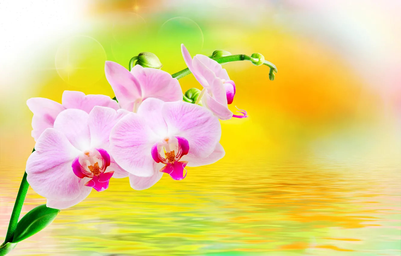 Photo wallpaper water, glare, background, branch, pink, orchids, flowers, closeup