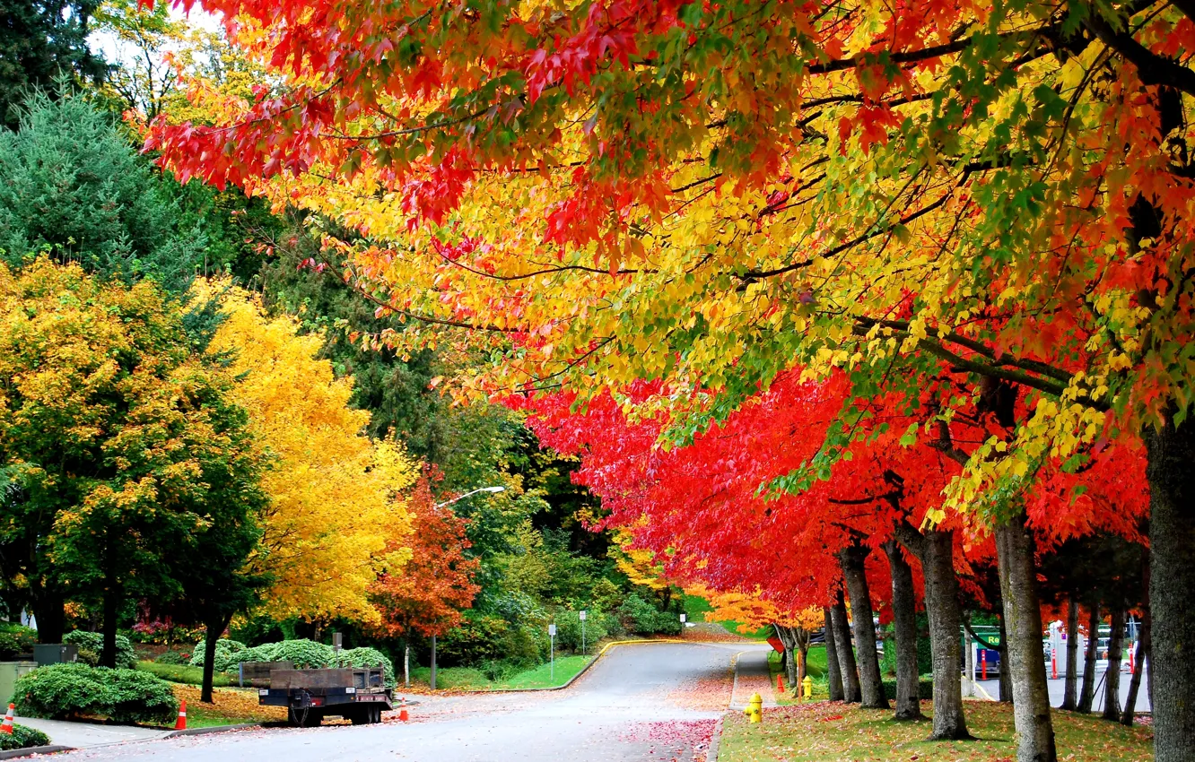 Photo wallpaper road, autumn, trees, foliage, trailer