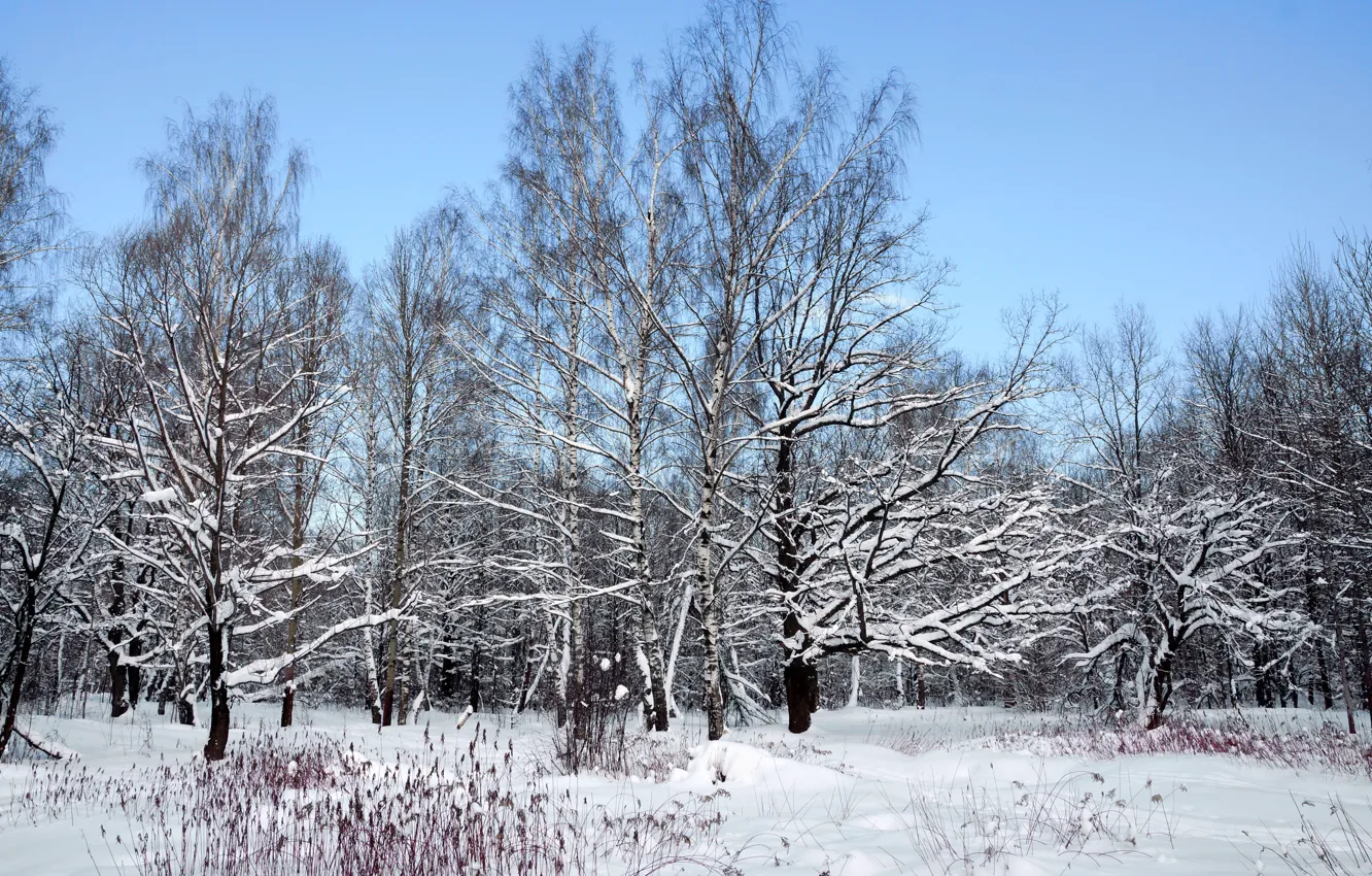 Photo wallpaper winter, snow, nature, Landscape