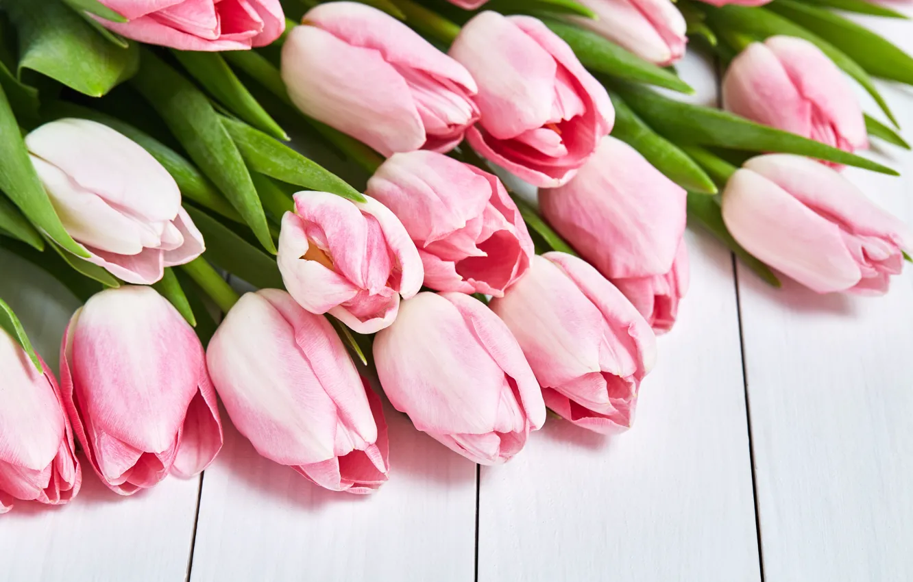 Photo wallpaper tulips, pink, pink, flowers, tulips
