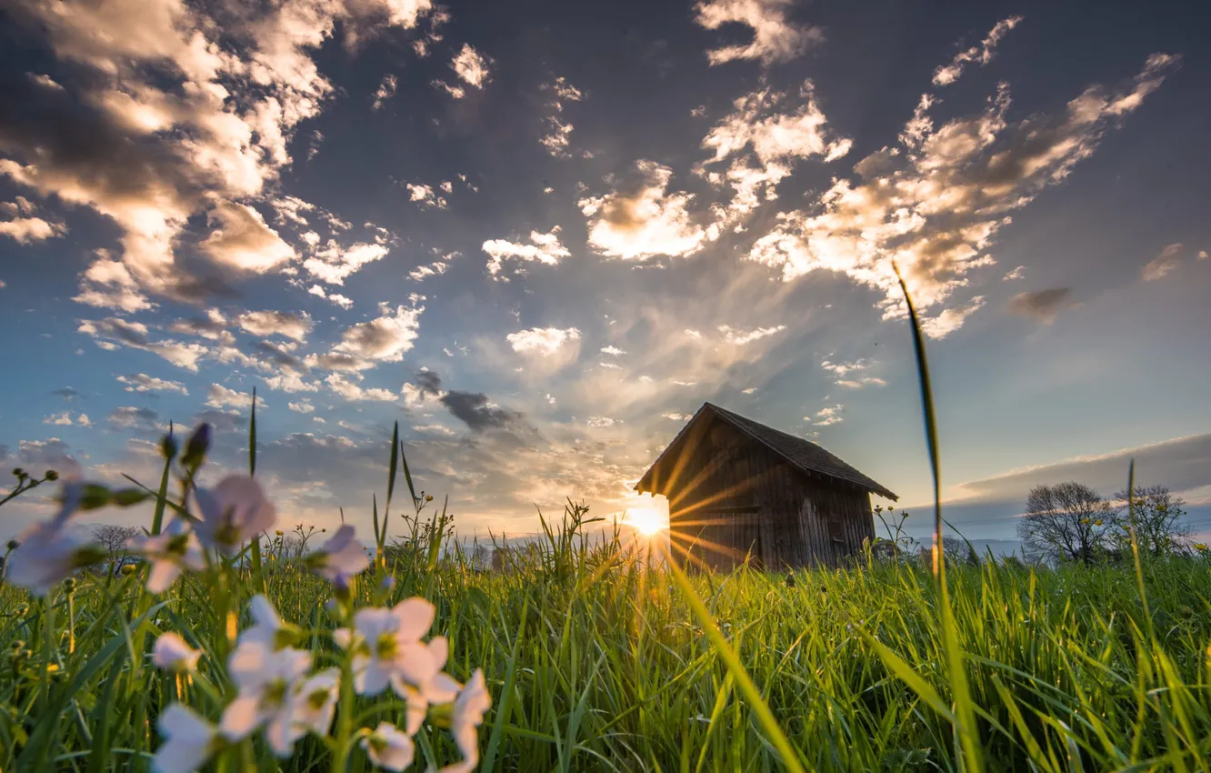 Photo wallpaper field, grass, the sun, flowers, meadow, house
