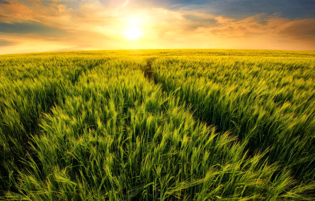 Photo wallpaper field, the sky, the sun, dawn, rye, ears, cereals, rye field