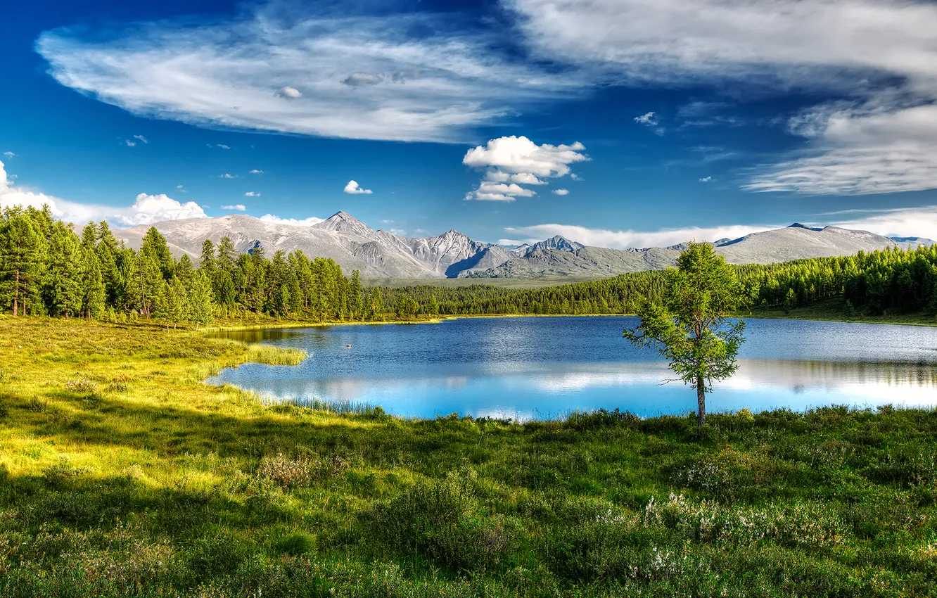 Photo wallpaper forest, nature, lake, Russia, Altay, Cicely