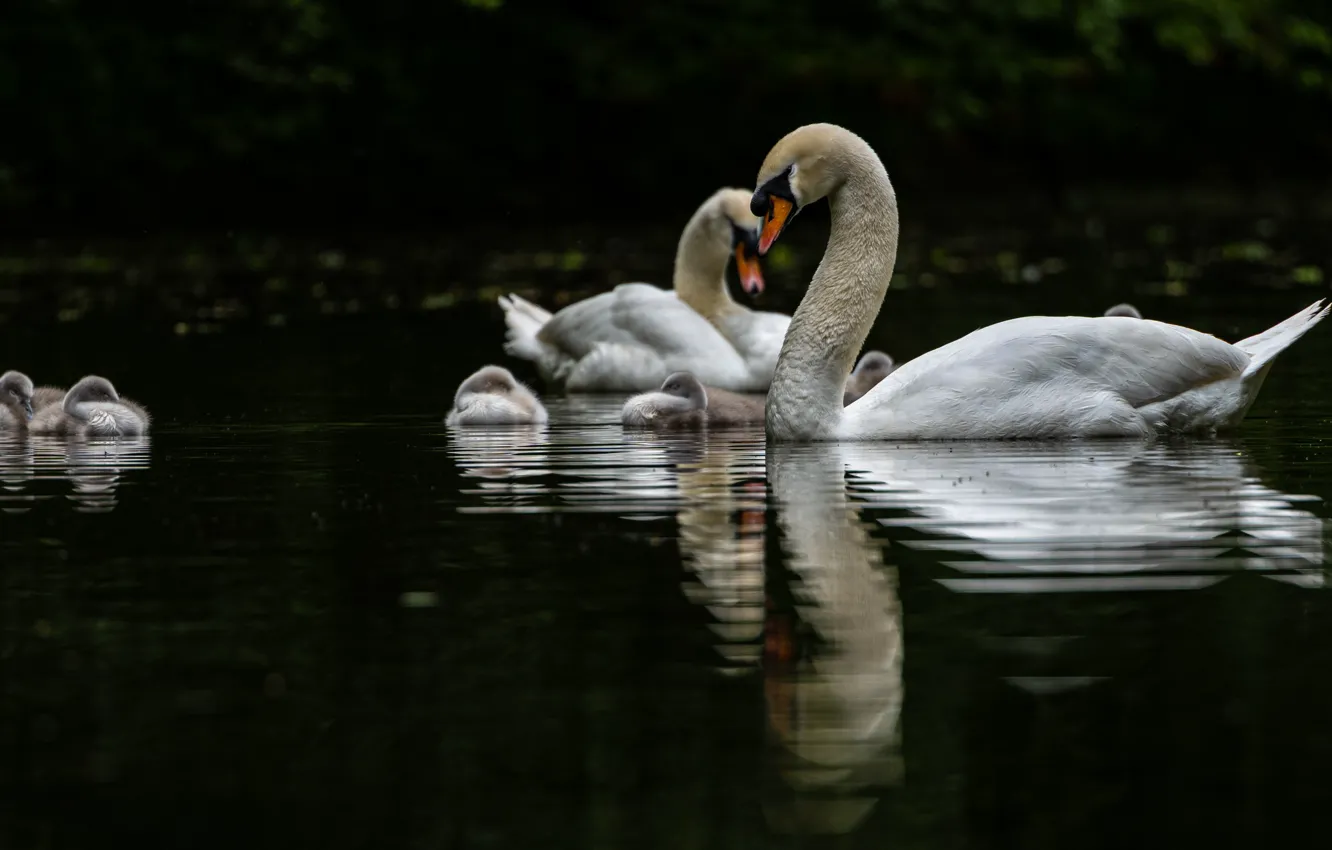 Photo wallpaper water, birds, reflection, Swan, white, black background, swans, Chicks