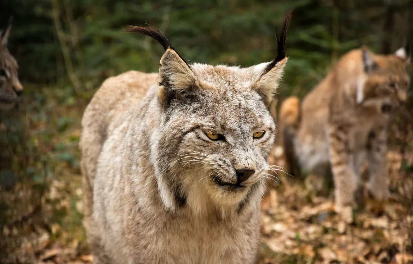 Photo wallpaper cat, look, face, lynx