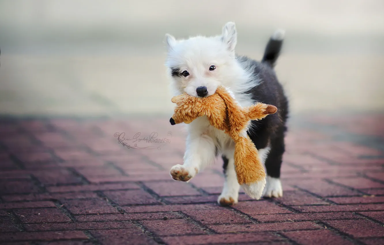 Photo wallpaper street, toy, dog, puppy, The border collie