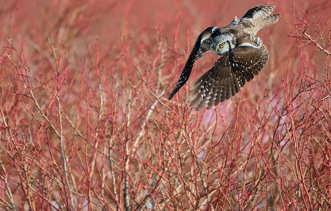 Photo wallpaper autumn, flight, branches, owl, bird, pink background, owl