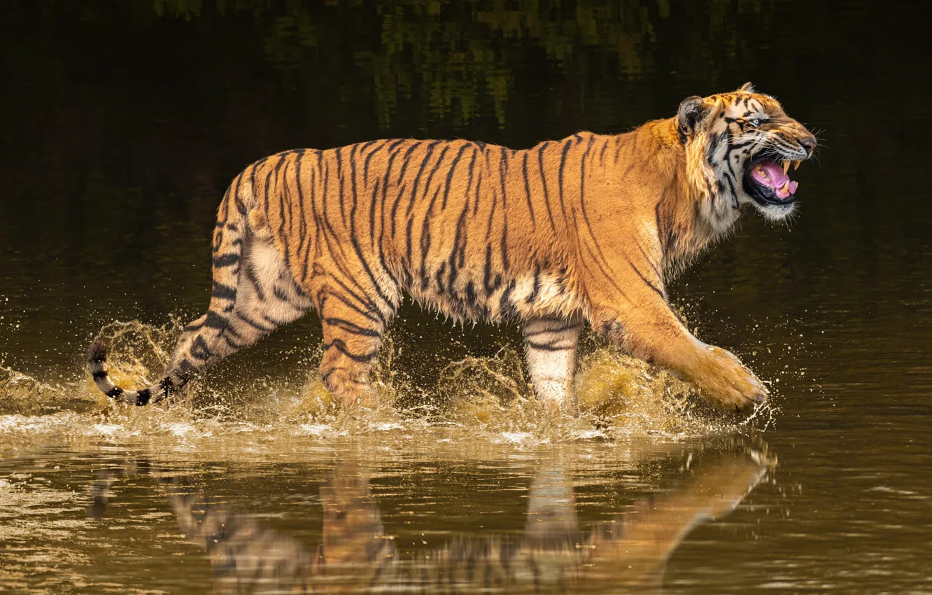 Photo wallpaper water, squirt, nature, tiger, reflection, the dark background, bathing, mouth