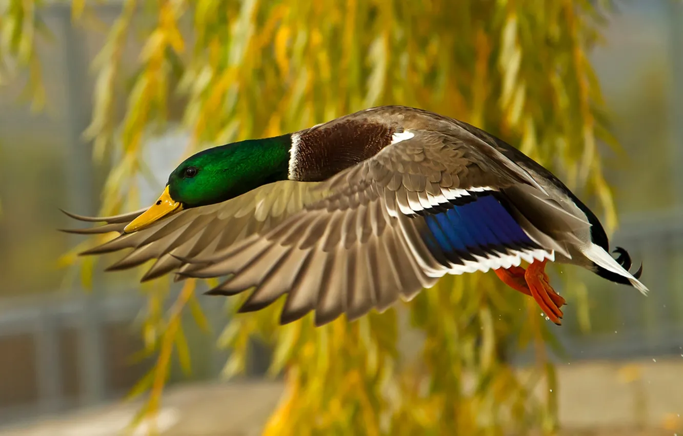 Photo wallpaper flight, duck, feathers