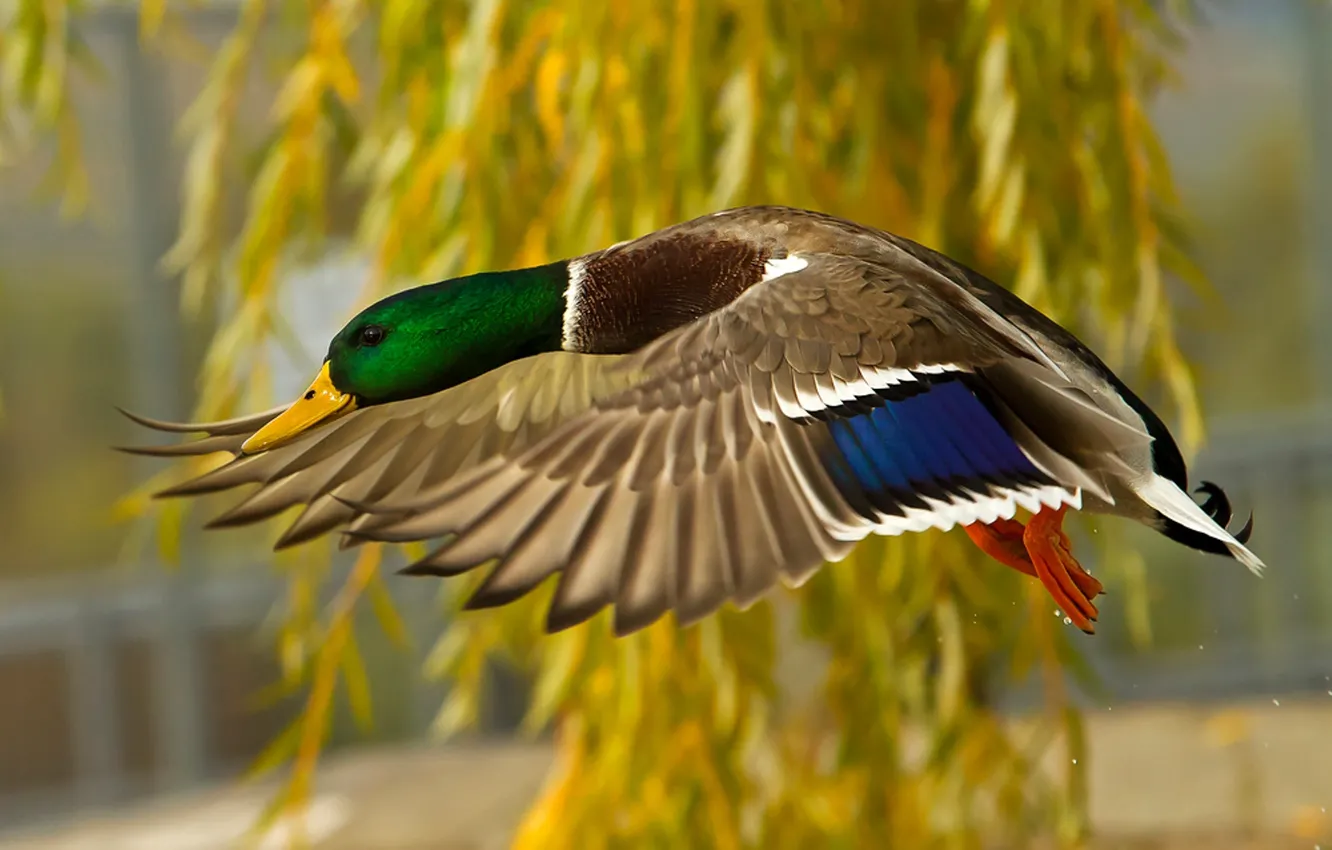 Photo wallpaper flight, feathers, duck
