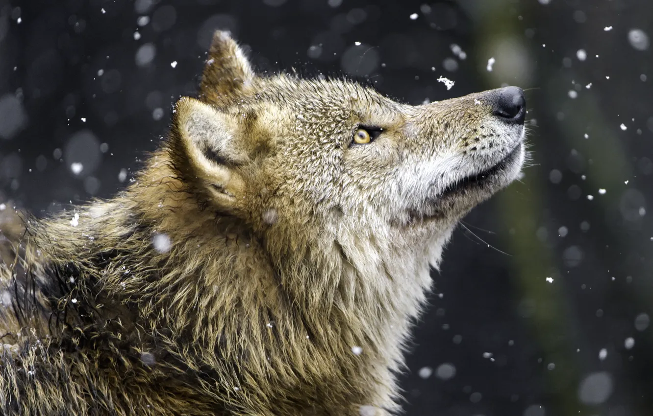 Photo wallpaper snow, wolf, predator, profile