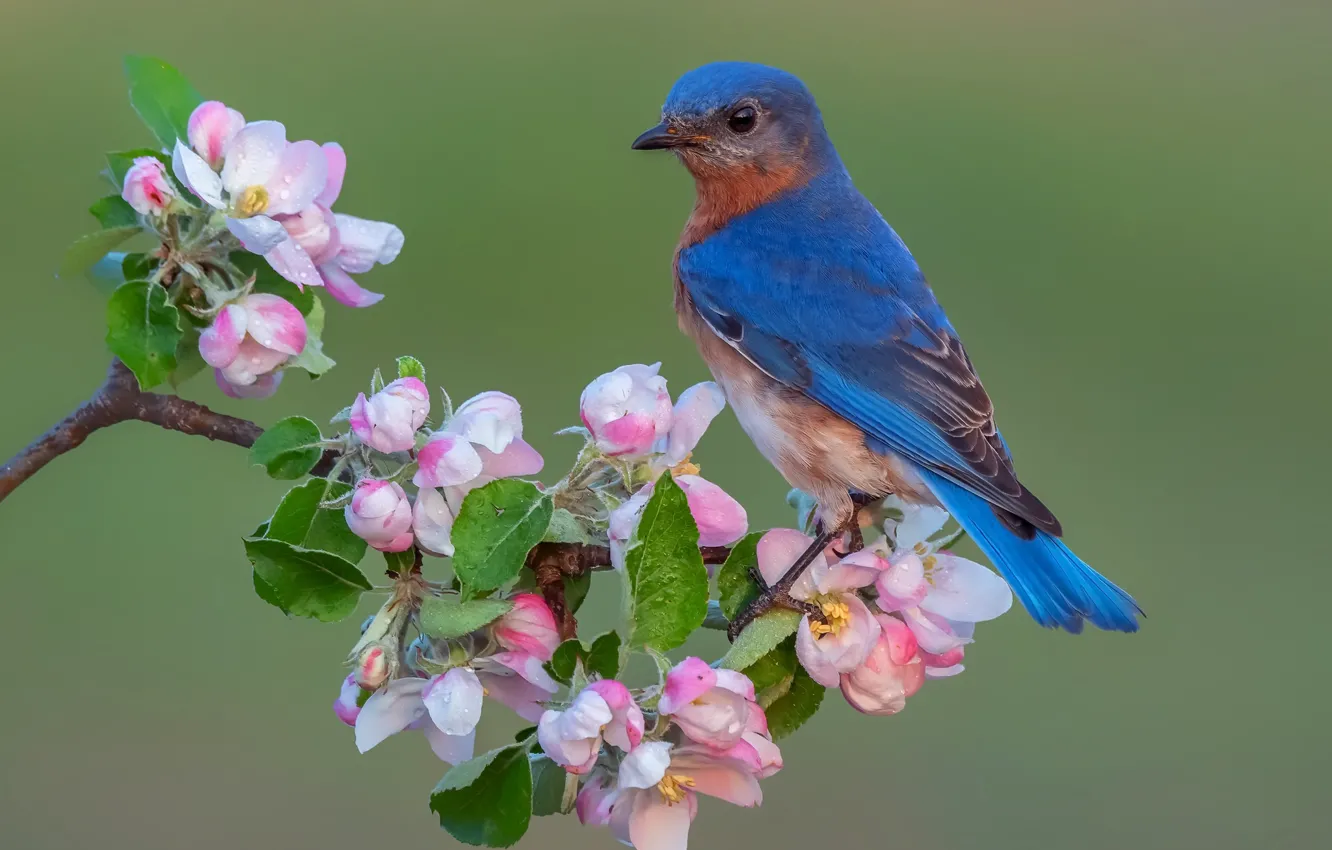 Photo wallpaper nature, bird, East sialia