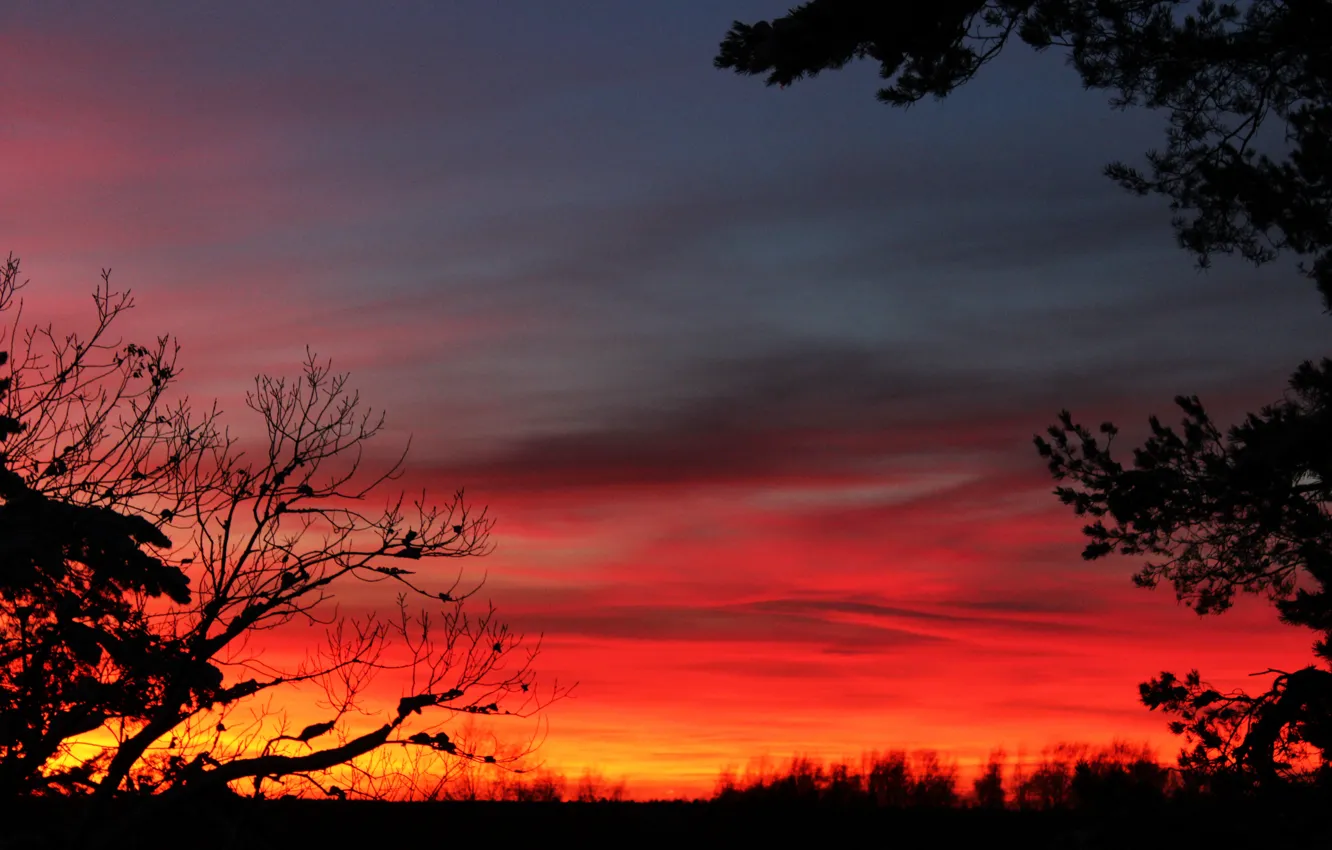 Photo wallpaper winter, the sky, clouds, sunset, trees., real photo
