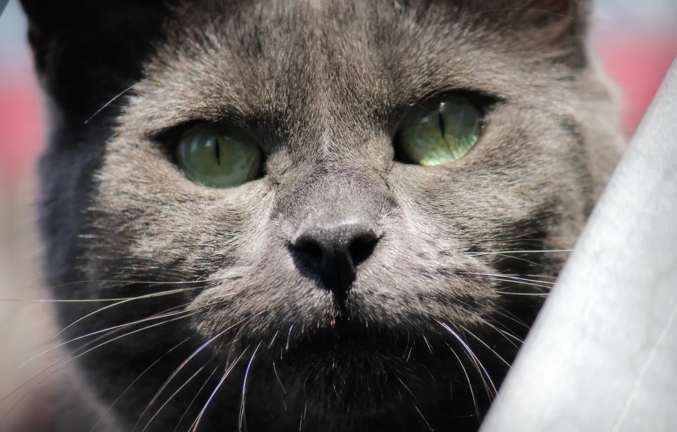 Photo wallpaper cat, eyes, look, face