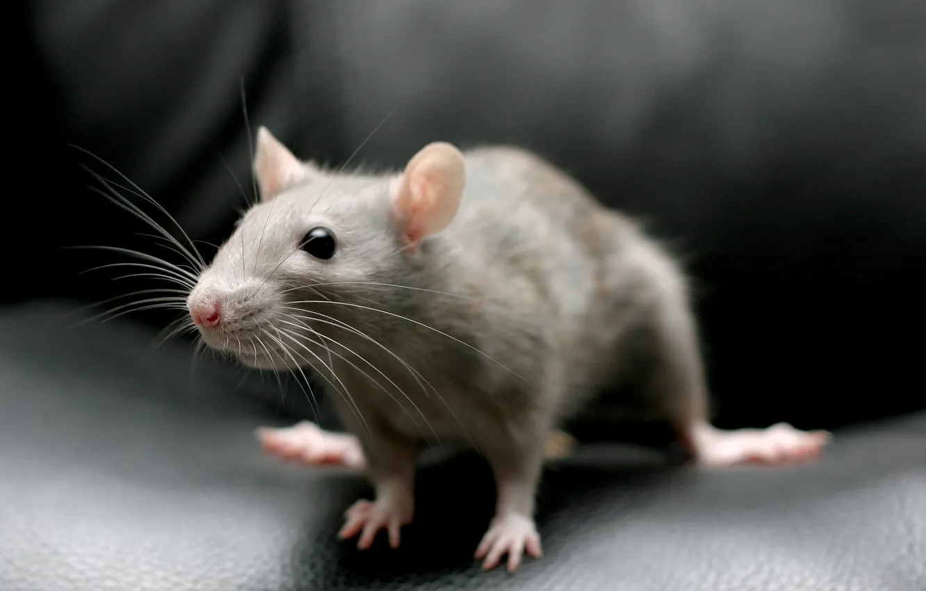 Photo wallpaper macro, background, home, rat