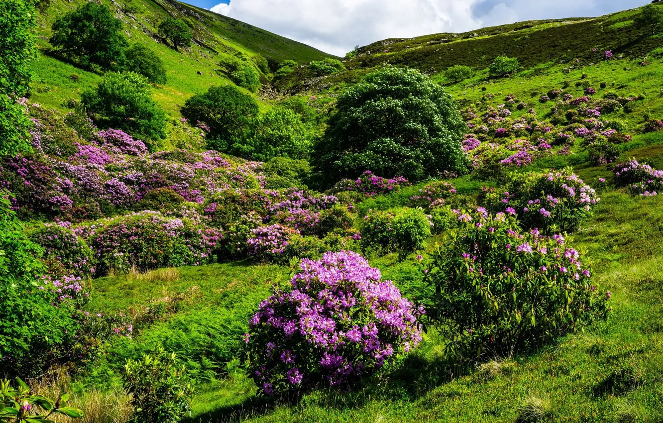 Photo wallpaper flowers, nature, hills, flowering, shrub
