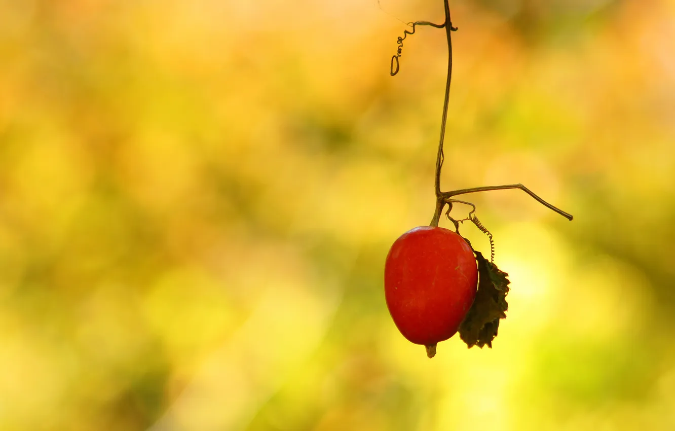Photo wallpaper leaves, branches, background, plant, fruit, antennae