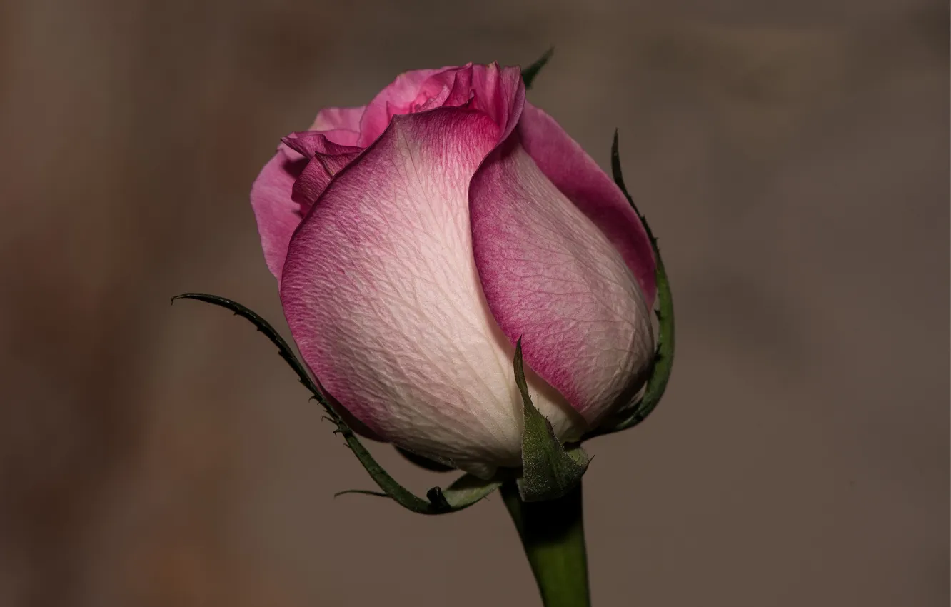 Photo wallpaper nature, roses, petals, buds