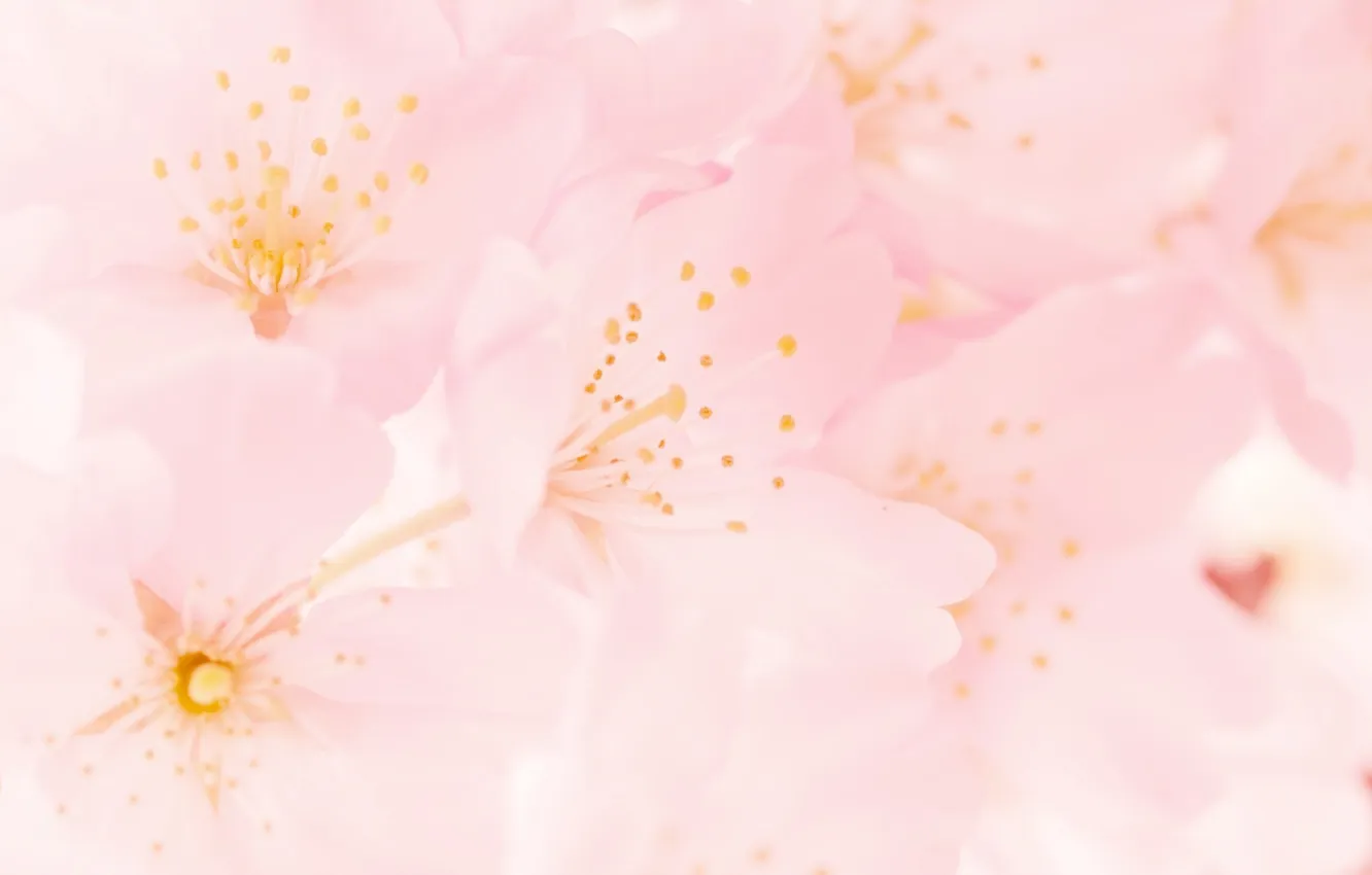 Photo wallpaper nature, spring, pink, flowering, spring