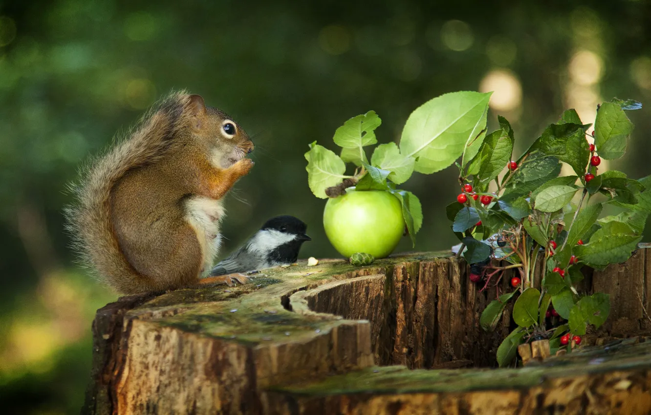 Photo wallpaper apples, protein, tit