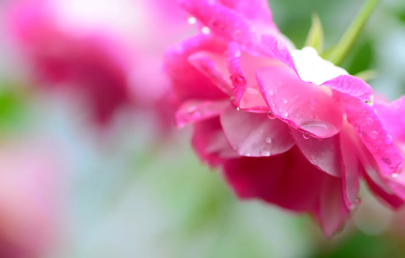 Photo wallpaper water, drops, flowers, Rosa, paint, roses, petals
