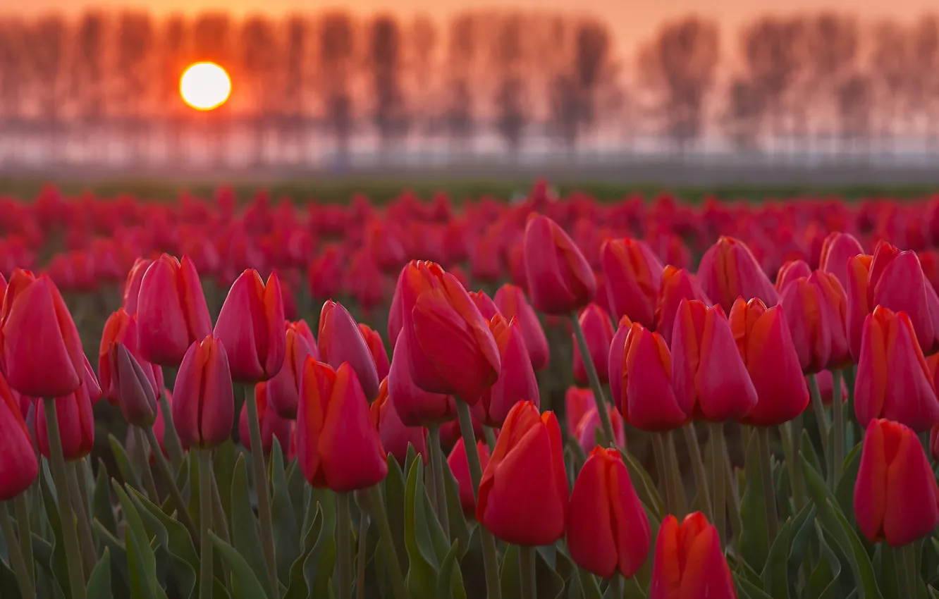 Photo wallpaper flowers, background, tulips